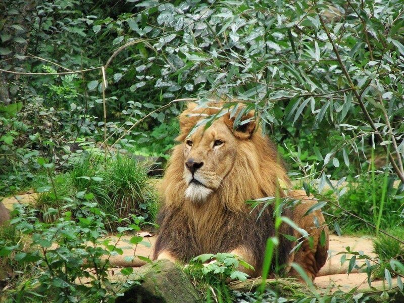 Male Lion in Foliage — Green