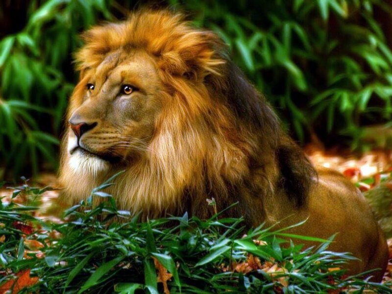 Male Lion in Foliage