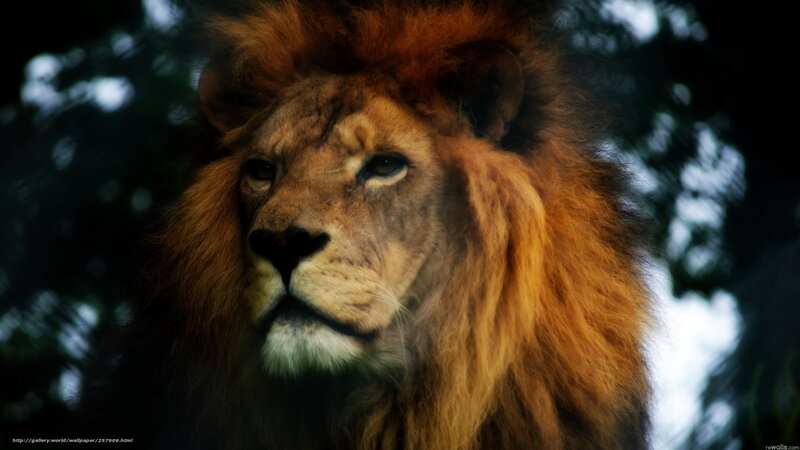 Male Lion in Forest — Brown, Dramatic