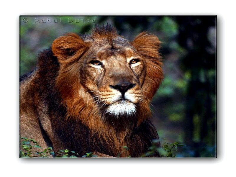 Male Lion in Forest