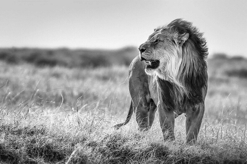Male Lion in Grass — Black