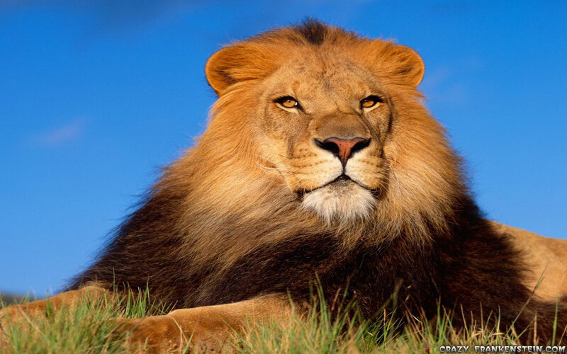 Male Lion in Grass — Blue, Calm, Afternoon, Photograph