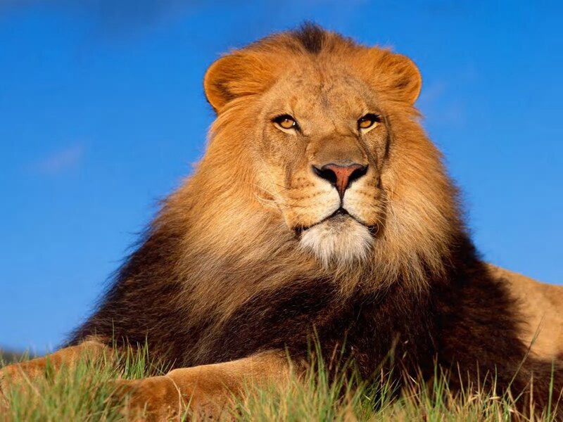 Male Lion in Grass — Blue, Calm
