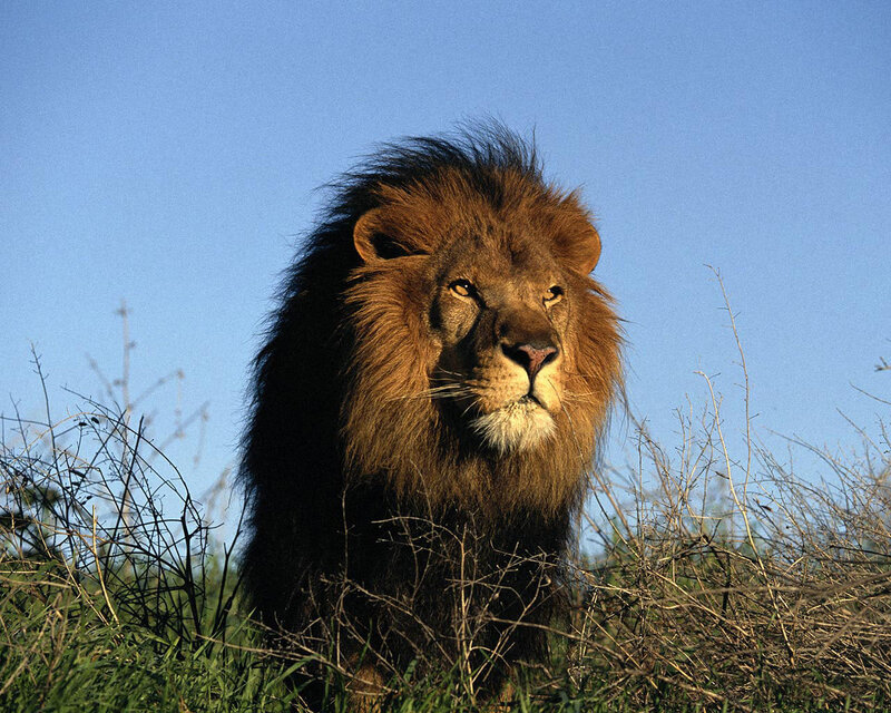 Male Lion in Grass — Blue, Photograph
