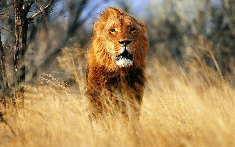Male Lion in Grass — Brown, Alert, Afternoon, Photograph