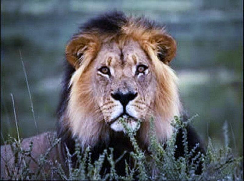 Male Lion in Grass — Brown, Alert, Photograph