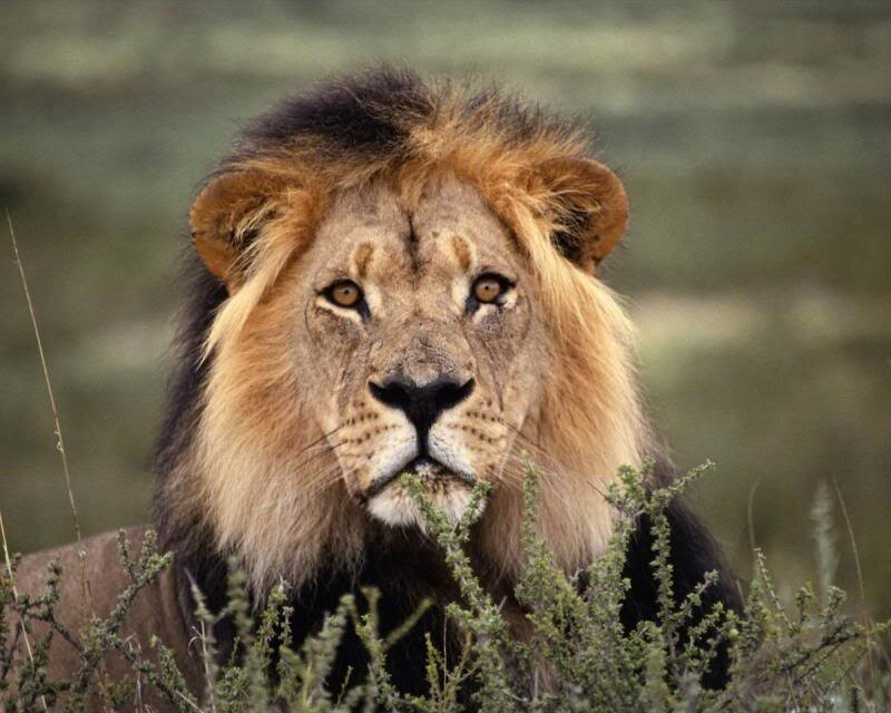 Male Lion in Grass — Brown, Alert