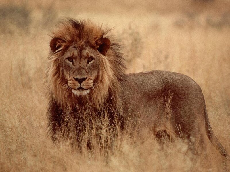 Male Lion in Grass — Brown, Calm, Afternoon, Photograph