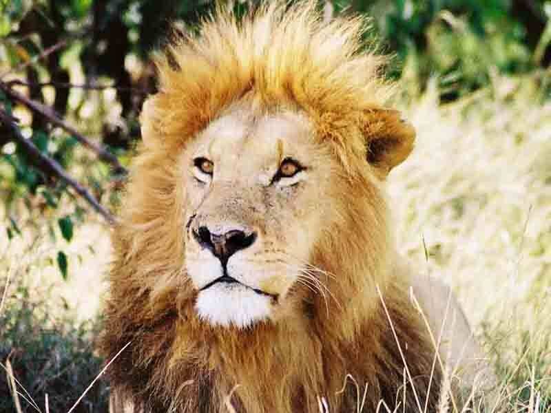 Male Lion in Grass — Brown, Calm, Afternoon, Photograph, Trees