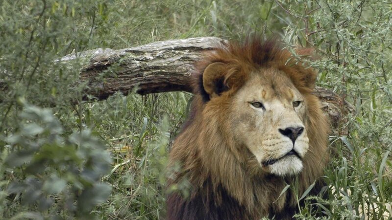 Male Lion in Grass — Brown, Calm, Photograph, Log