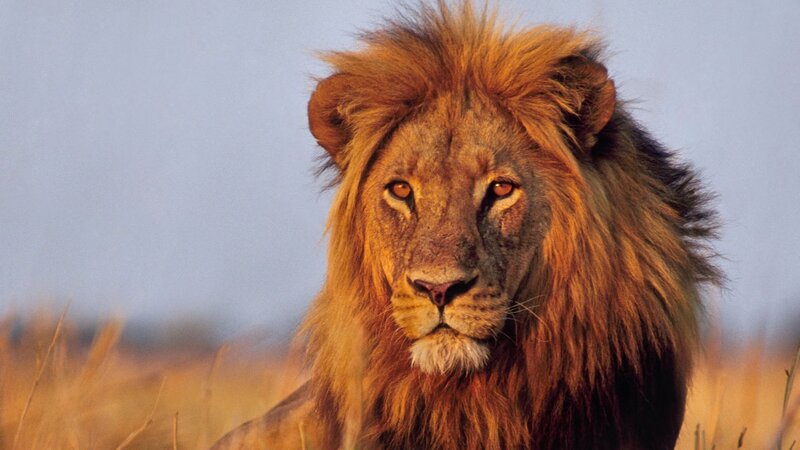 Male Lion in Grass — Brown, Calm, Sunset, Photograph, Sky