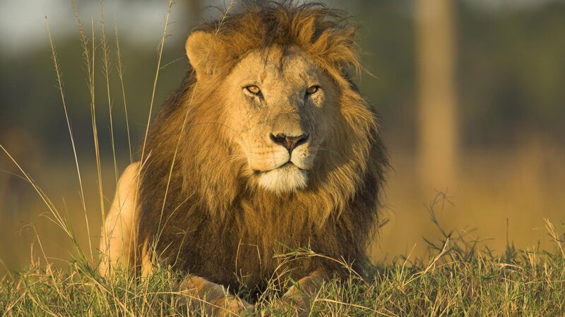 Male Lion in Grass — Brown, Calm, Sunset, Photograph, Sunlight, Green