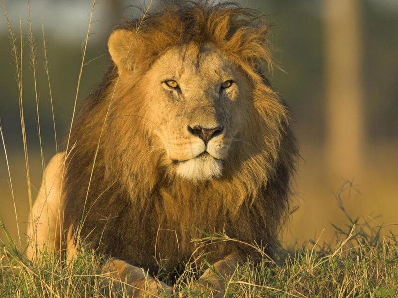 Male Lion in Grass — Brown, Calm, Sunset, Photograph, Sunlight
