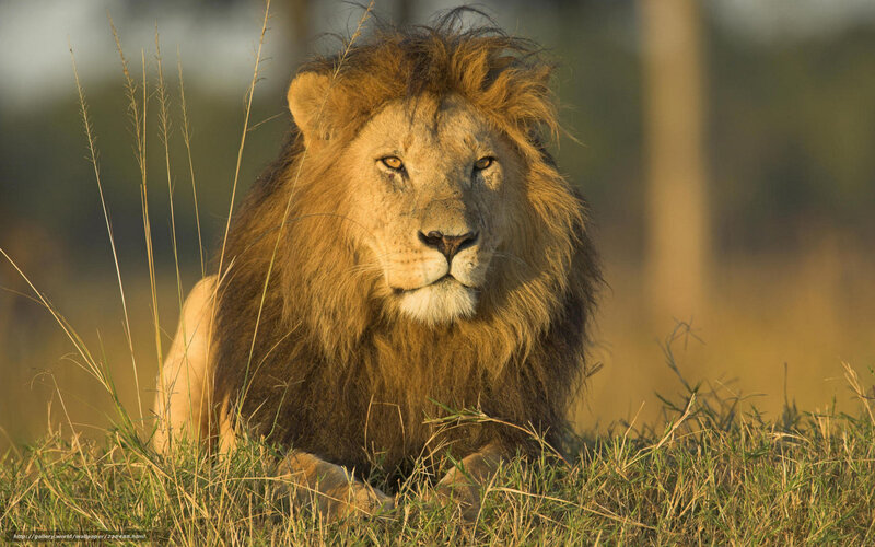 Male Lion in Grass — Brown, Calm, Sunset, Photograph, Sunlight, Trees