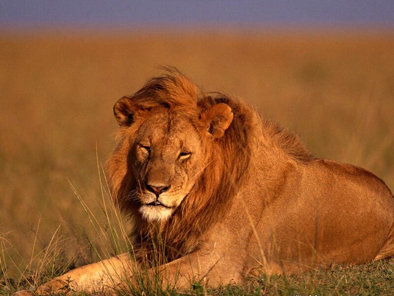 Male Lion in Grass — Brown, Calm, Sunset