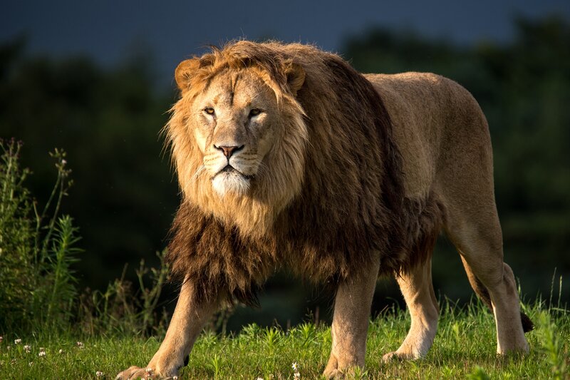 Male Lion in Grass — Brown, Dramatic, Afternoon