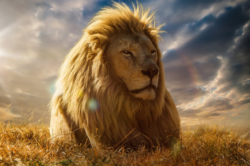 Male Lion in Grass — Brown, Dramatic, Sunset, Photograph