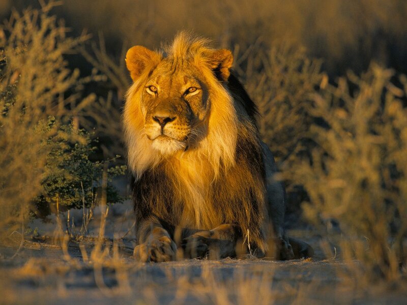 Male Lion in Grass — Brown, Dramatic, Sunset