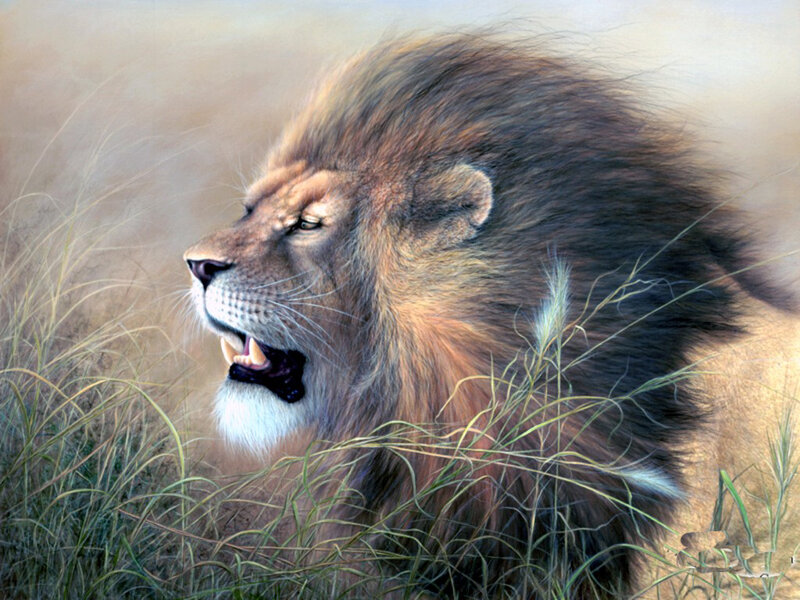 Male Lion in Grass — Brown, Dramatic