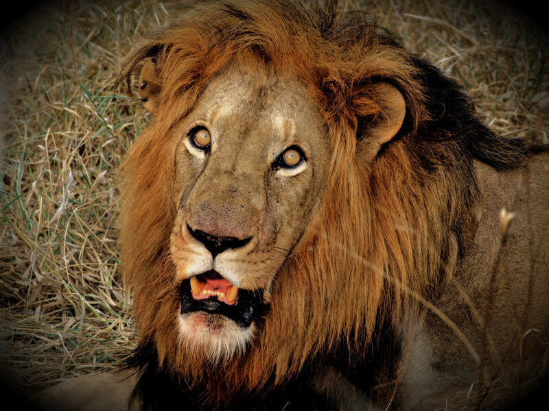 Male Lion in Grass — Brown, Intense, Afternoon