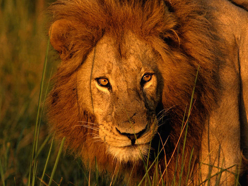 Male Lion in Grass — Brown, Intense