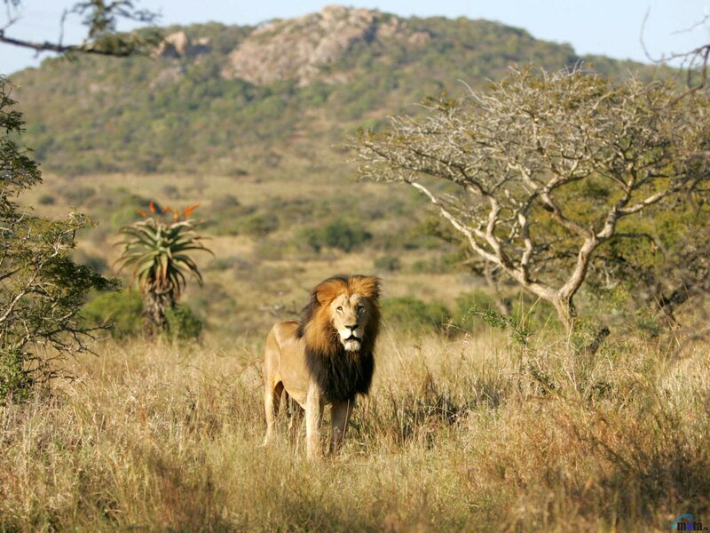 Male Lion in Grass — Brown, Natural