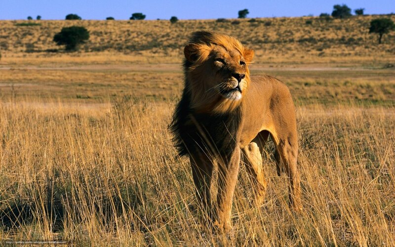 Male Lion in Grass — Brown, Serene