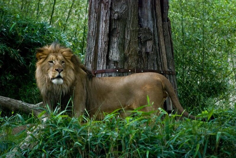 Male Lion in Grass — Brown