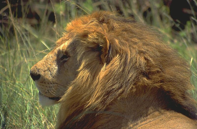 Male Lion in Grass — Calm, Afternoon