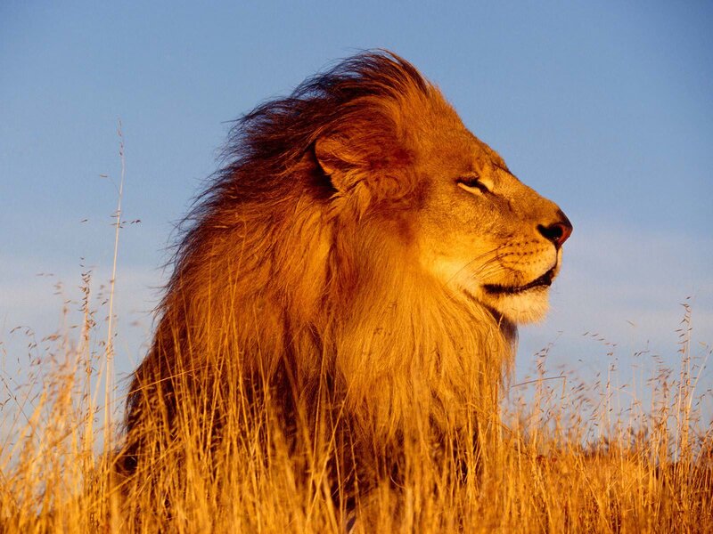 Male Lion in Grass — Golden, Serene