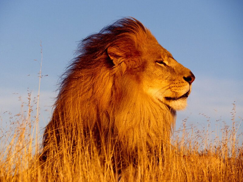 Male Lion in Grass — Golden
