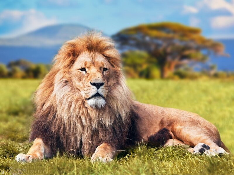 Male Lion in Grass — Green, Calm, Afternoon, Photograph, Tree