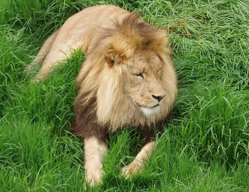 Male Lion in Grass — Green, Calm