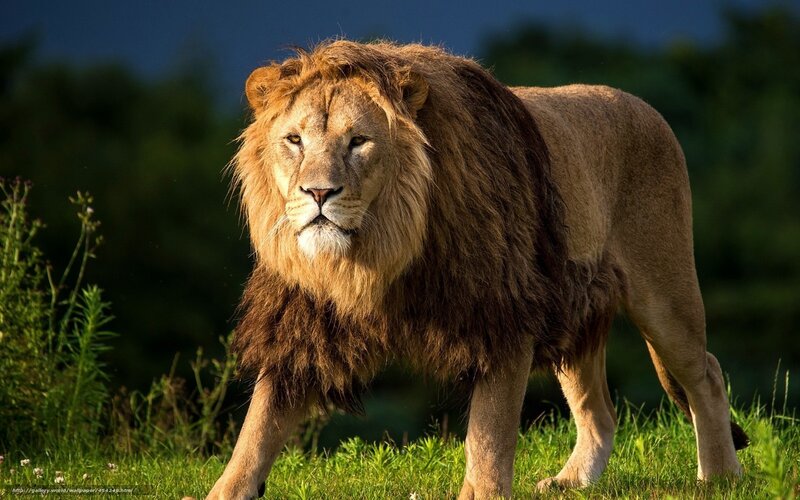 Male Lion in Grass — Green, Dramatic, Afternoon