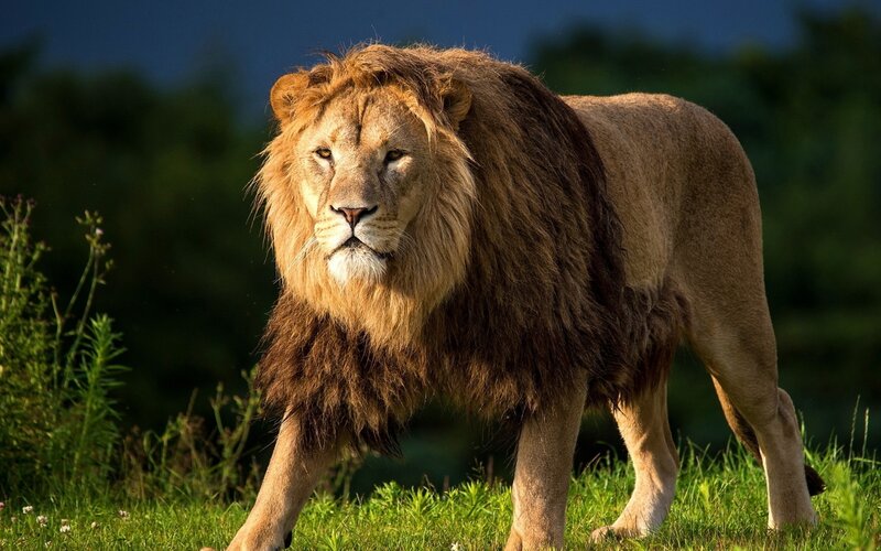 Male Lion in Grass — Green, Dramatic