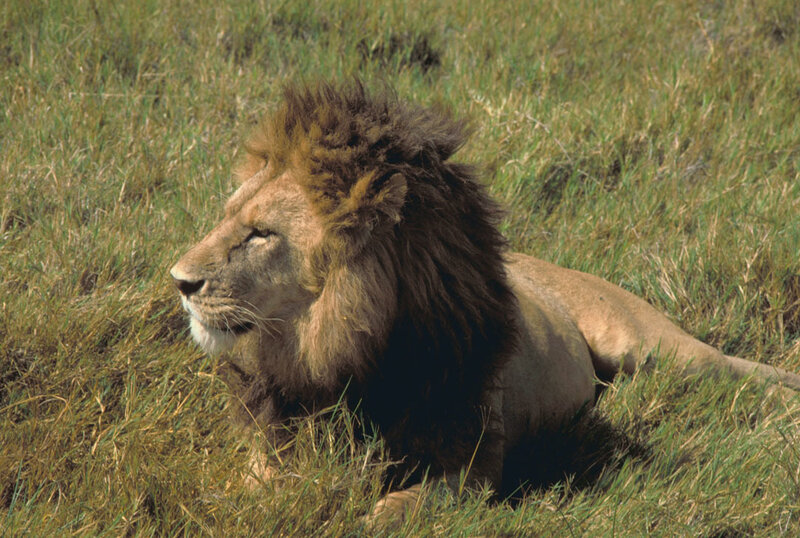Male Lion in Grass — Green