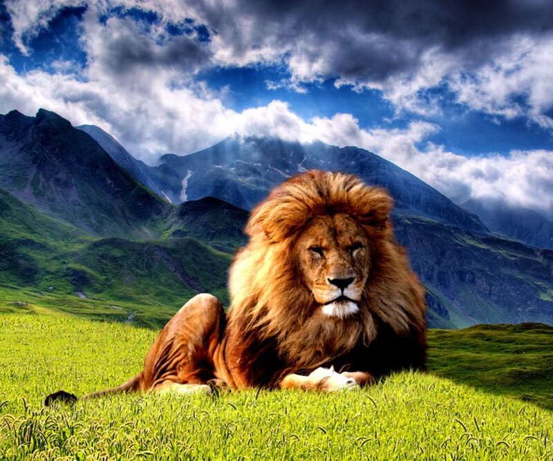 Male Lion in Grass