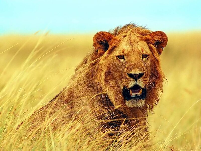 Male Lion in Grass — Yellow, Alert, Afternoon, Photograph