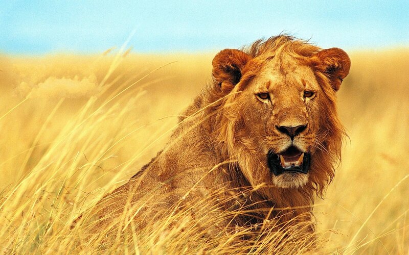 Male Lion in Grass — Yellow, Alert, Afternoon