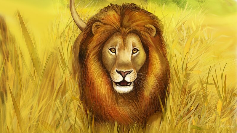 Male Lion in Grass — Yellow, Calm