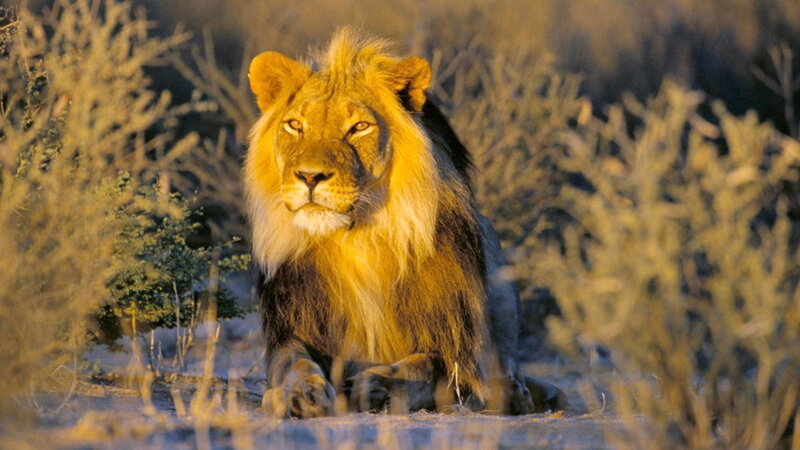 Male Lion in Grass — Yellow