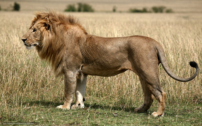Male Lion in Grassland — Brown, Calm, Afternoon