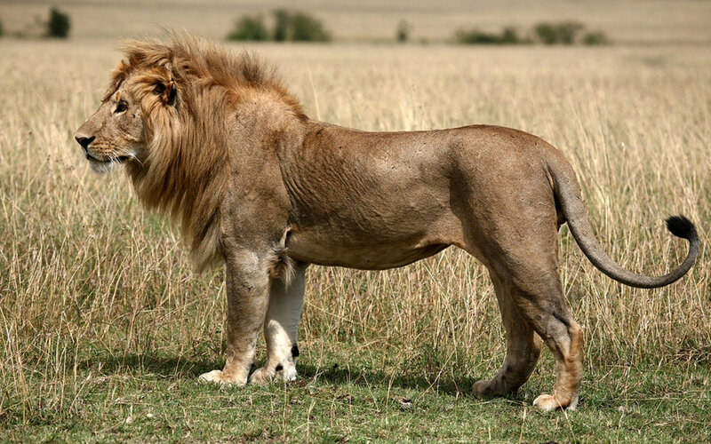 Male Lion in Grassland — Brown