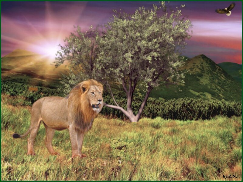 Male Lion in Grassland — Green