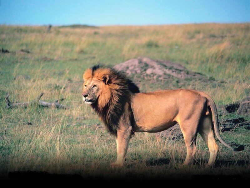 Male Lion in Grassland
