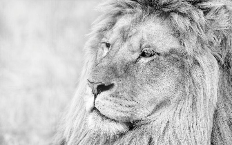 Male Lion in Profile — Black, Calm