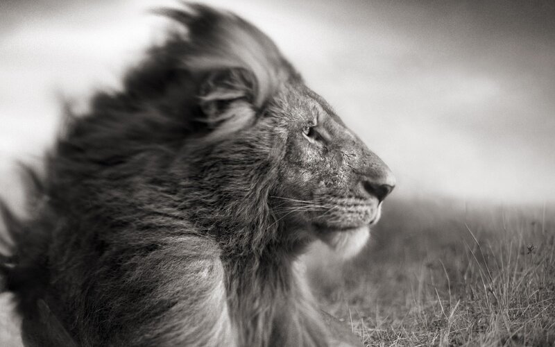 Male Lion in Profile — Black, Dramatic, Photograph, Grass