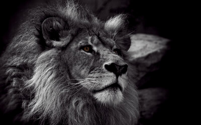 Male Lion in Profile — Black, Dramatic, Photograph, Mane