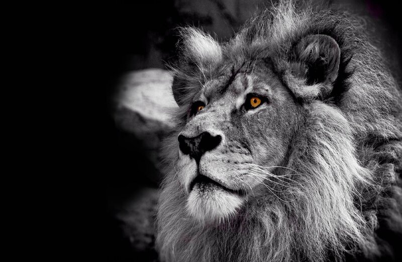 Male Lion in Profile — Black, Dramatic, Photograph