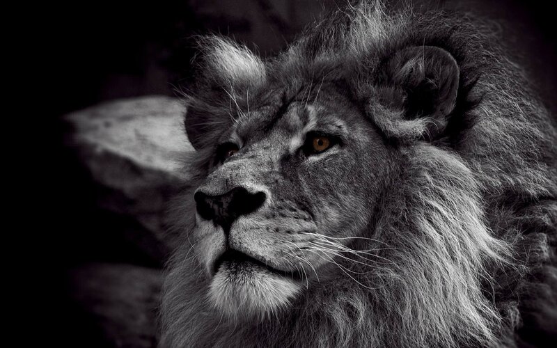 Male Lion in Profile — Black, Dramatic